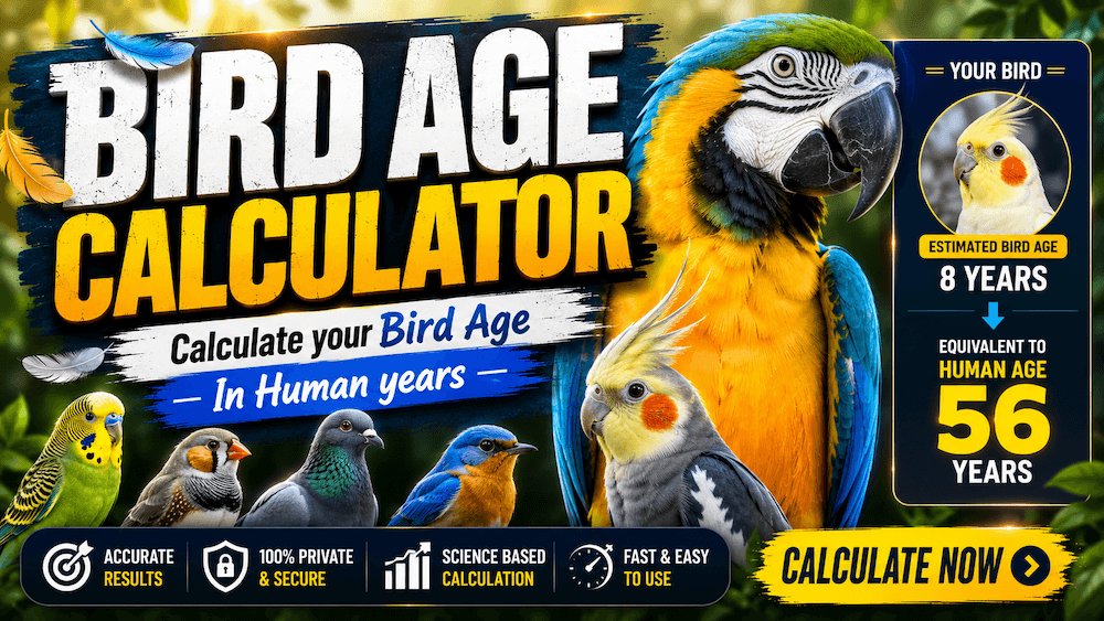 Bird Age Calculator - Calculate Bird Age In Human Years